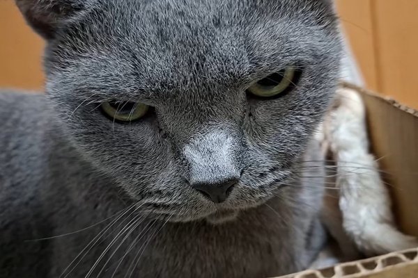 猫との暮らしを応援する専門情報サイト | ねこちゃんホンポ