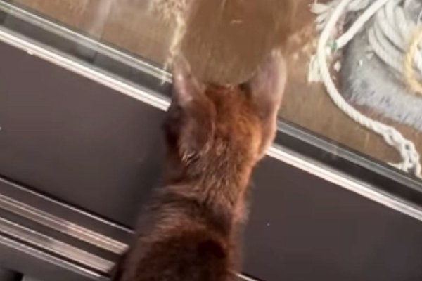 猫との暮らしを応援する専門情報サイト | ねこちゃんホンポ