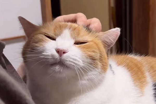 猫との暮らしを応援する専門情報サイト | ねこちゃんホンポ