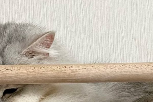 猫との暮らしを応援する専門情報サイト | ねこちゃんホンポ