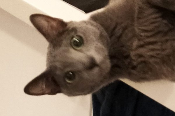 猫との暮らしを応援する専門情報サイト | ねこちゃんホンポ