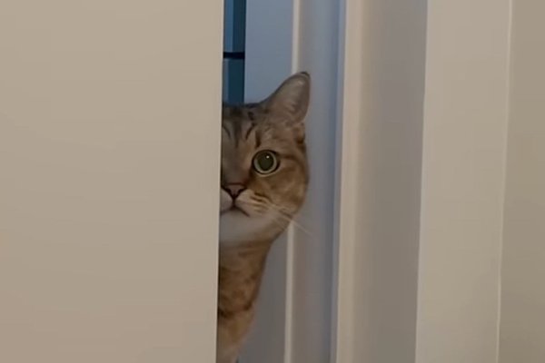 猫との暮らしを応援する専門情報サイト | ねこちゃんホンポ