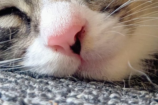 猫との暮らしを応援する専門情報サイト | ねこちゃんホンポ