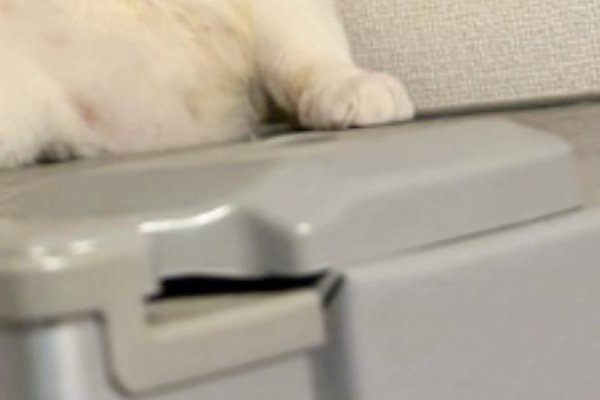 猫との暮らしを応援する専門情報サイト | ねこちゃんホンポ