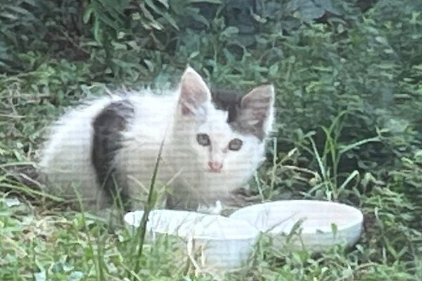 猫との暮らしを応援する専門情報サイト | ねこちゃんホンポ