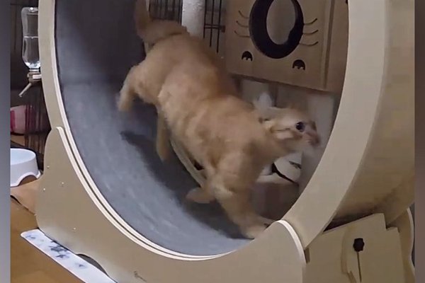 猫との暮らしを応援する専門情報サイト | ねこちゃんホンポ