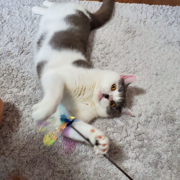 好奇心旺盛な猫がする仕草や行動4つ | ねこちゃんホンポ