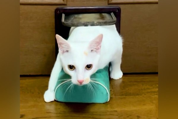 猫との暮らしを応援する専門情報サイト | ねこちゃんホンポ