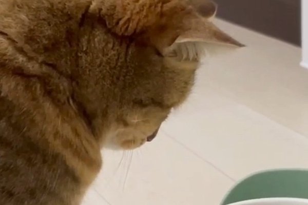 猫との暮らしを応援する専門情報サイト | ねこちゃんホンポ