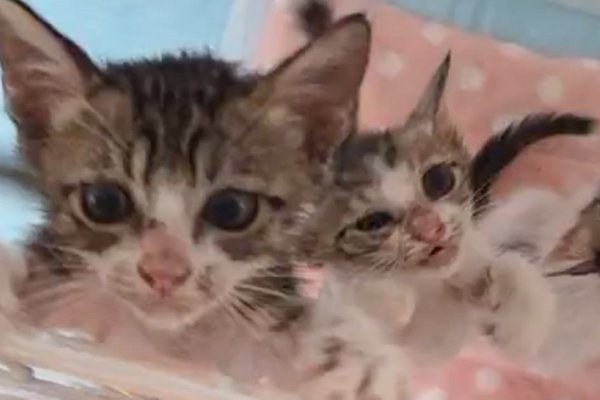 猫との暮らしを応援する専門情報サイト | ねこちゃんホンポ
