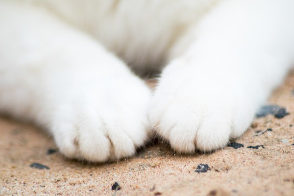 猫の手は意外と器用！おててで出来る5つの事 | ねこちゃんホンポ