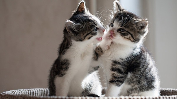 サバ白の猫の性格や特徴、飼い方 | ねこちゃんホンポ