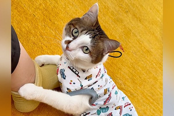 猫との暮らしを応援する専門情報サイト | ねこちゃんホンポ