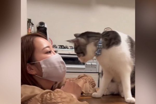 猫との暮らしを応援する専門情報サイト | ねこちゃんホンポ