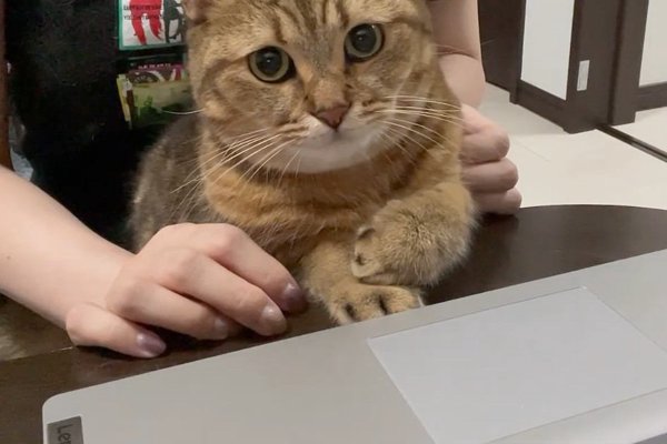 猫との暮らしを応援する専門情報サイト | ねこちゃんホンポ
