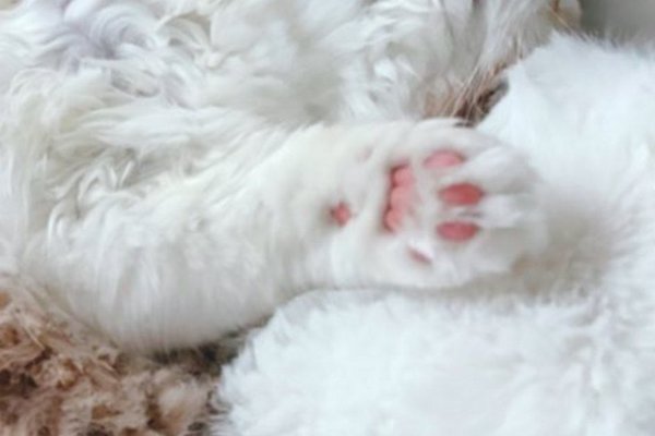 猫との暮らしを応援する専門情報サイト | ねこちゃんホンポ