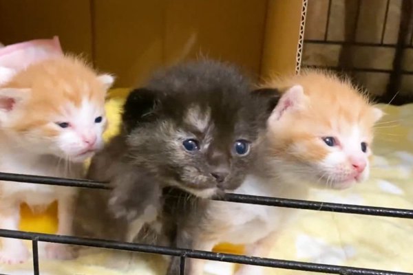 猫との暮らしを応援する専門情報サイト | ねこちゃんホンポ