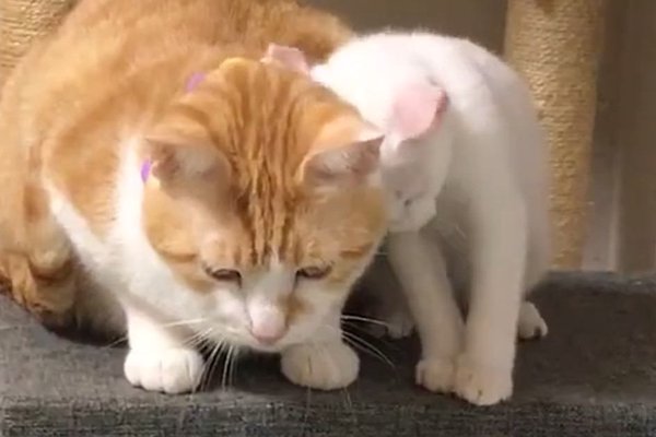 猫との暮らしを応援する専門情報サイト | ねこちゃんホンポ