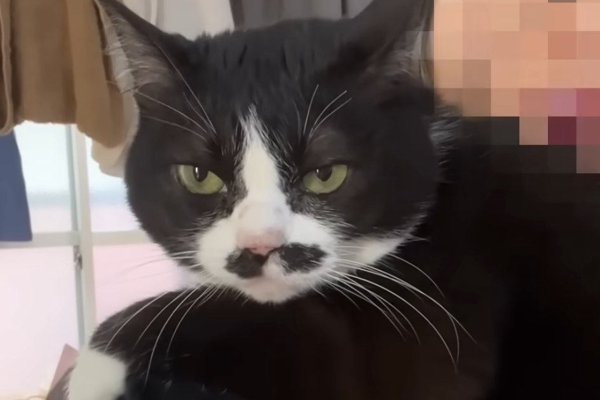 猫との暮らしを応援する専門情報サイト | ねこちゃんホンポ