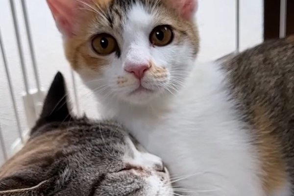 猫との暮らしを応援する専門情報サイト | ねこちゃんホンポ