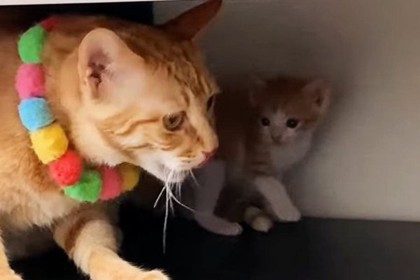 猫との暮らしを応援する専門情報サイト | ねこちゃんホンポ