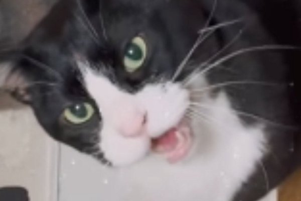猫との暮らしを応援する専門情報サイト | ねこちゃんホンポ