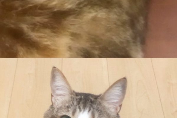 猫ちゃんマンページ 猫との暮らしを応援する専門情報サイト | ねこちゃんホンポ