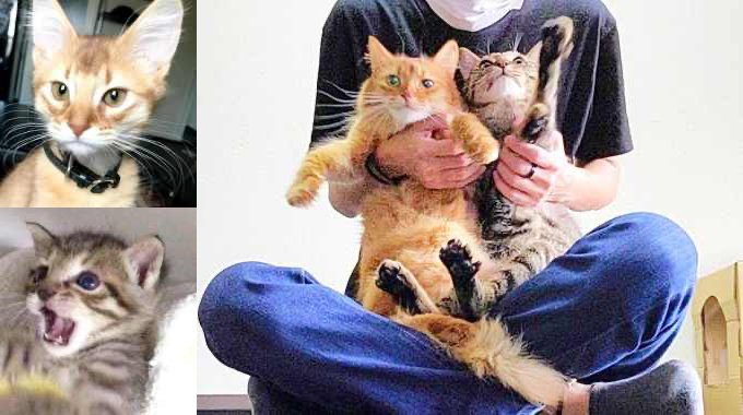 飼育放棄とママ猫不在から保護した子猫たち……“猫中心”になった生活が