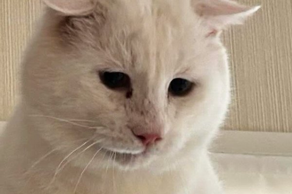 猫との暮らしを応援する専門情報サイト | ねこちゃんホンポ