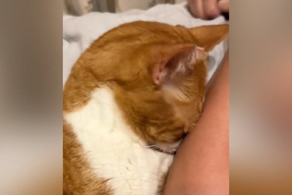 猫との暮らしを応援する専門情報サイト | ねこちゃんホンポ