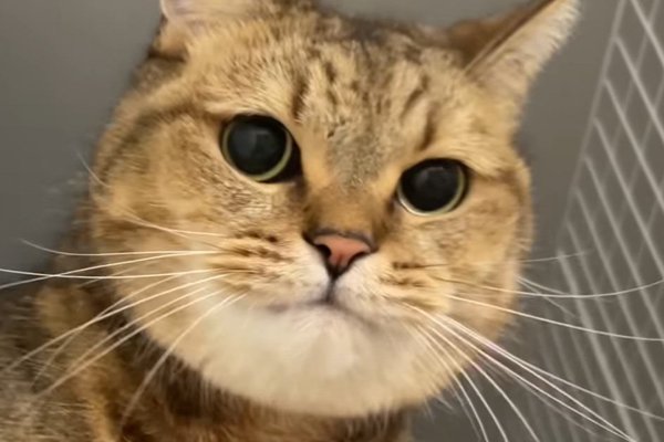 猫ちゃんマンページ 猫との暮らしを応援する専門情報サイト | ねこちゃんホンポ