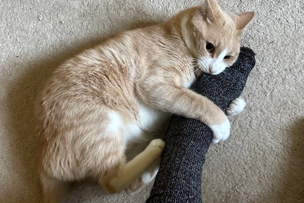 猫との暮らしを応援する専門情報サイト | ねこちゃんホンポ