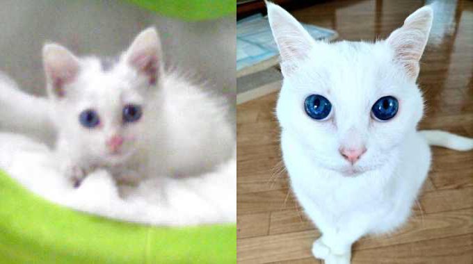 神社で鳴き続ける子猫を保護……“神の使い”との14年間の軌跡に感動
