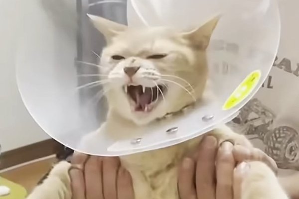 猫との暮らしを応援する専門情報サイト | ねこちゃんホンポ