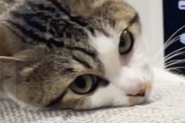 猫との暮らしを応援する専門情報サイト | ねこちゃんホンポ