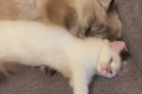 猫との暮らしを応援する専門情報サイト | ねこちゃんホンポ