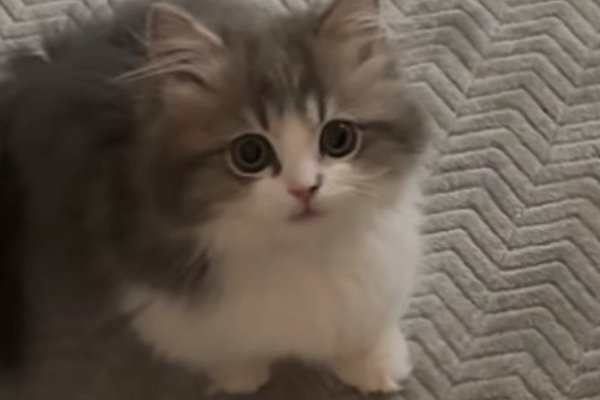 猫との暮らしを応援する専門情報サイト | ねこちゃんホンポ
