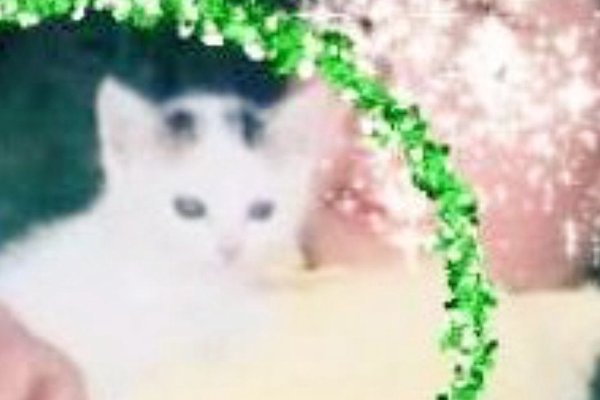 猫との暮らしを応援する専門情報サイト | ねこちゃんホンポ