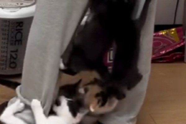 猫との暮らしを応援する専門情報サイト | ねこちゃんホンポ