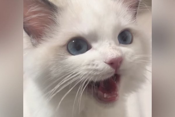 猫との暮らしを応援する専門情報サイト | ねこちゃんホンポ