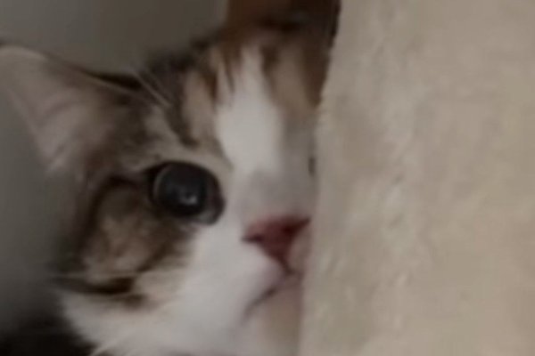 猫との暮らしを応援する専門情報サイト | ねこちゃんホンポ