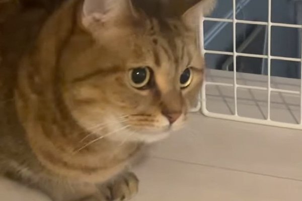 猫との暮らしを応援する専門情報サイト | ねこちゃんホンポ