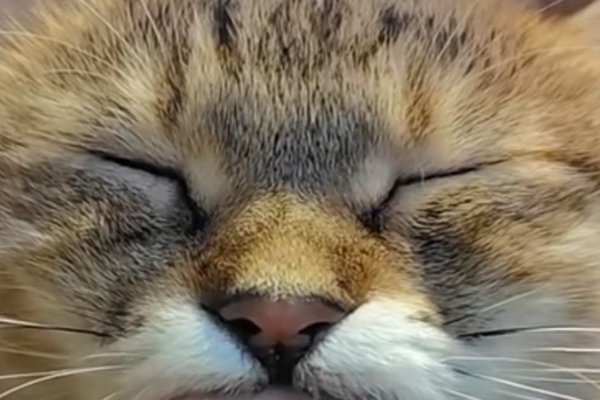 猫との暮らしを応援する専門情報サイト | ねこちゃんホンポ