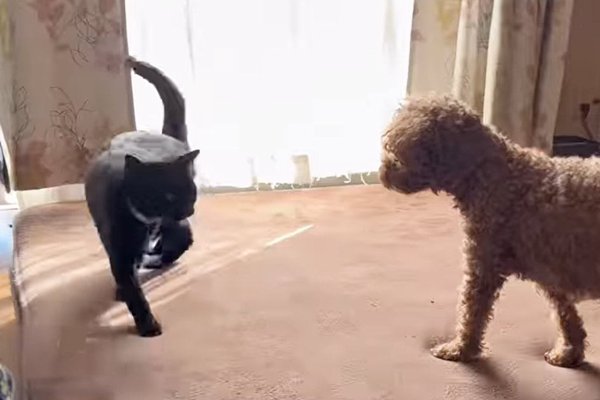 猫との暮らしを応援する専門情報サイト | ねこちゃんホンポ
