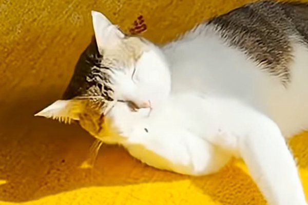 猫との暮らしを応援する専門情報サイト | ねこちゃんホンポ