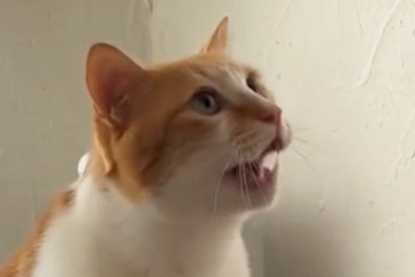 猫との暮らしを応援する専門情報サイト | ねこちゃんホンポ