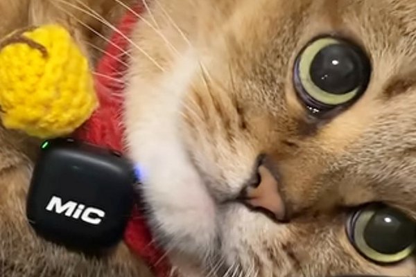 猫との暮らしを応援する専門情報サイト | ねこちゃんホンポ