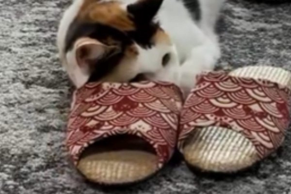 猫との暮らしを応援する専門情報サイト | ねこちゃんホンポ