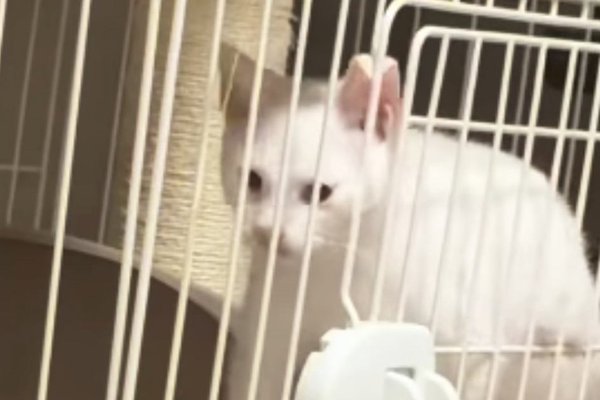 猫との暮らしを応援する専門情報サイト | ねこちゃんホンポ