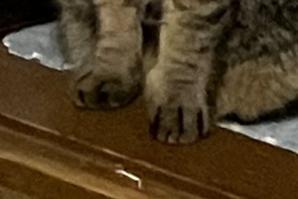 猫との暮らしを応援する専門情報サイト | ねこちゃんホンポ